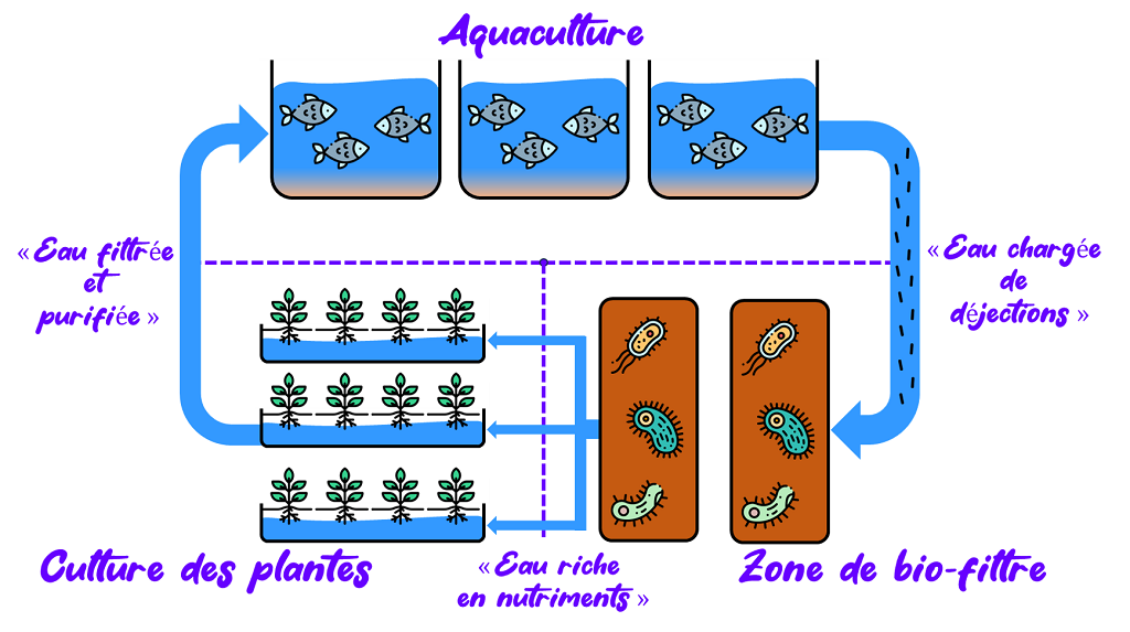 Schéma simplifié représentant le fonction d'une ferme aquaponique 