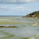 Algues vertes - Pointe du Grouin - Baie de Saint Brieuc - Colsu - CC BY-SA 4.0 DEED - Wikimedia Commons