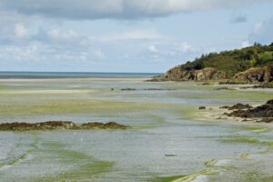 Algues vertes - Pointe du Grouin - Baie de Saint Brieuc - Colsu - CC BY-SA 4.0 DEED - Wikimedia Commons