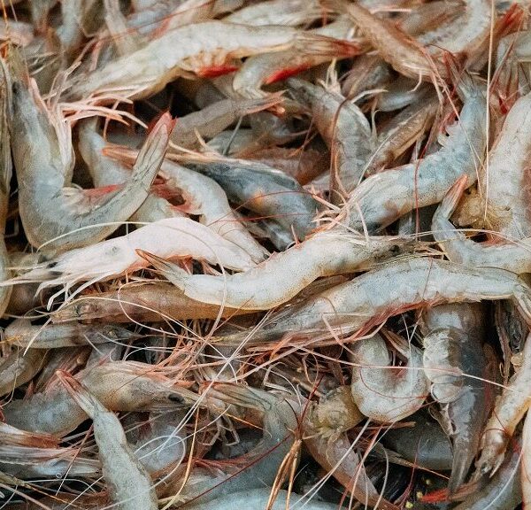 Aquaculture - Crevettes - Ponsakthi Anand - Pexels