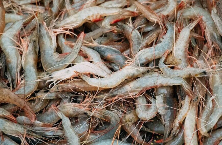 Aquaculture - Crevettes - Ponsakthi Anand - Pexels