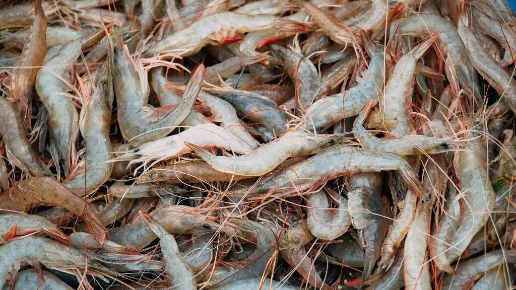 Aquaculture - Crevettes - Ponsakthi Anand - Pexels