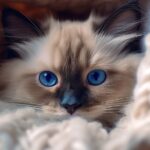 Ragdoll - Ralph - CC BY 4.0 DEED - Piexid.com