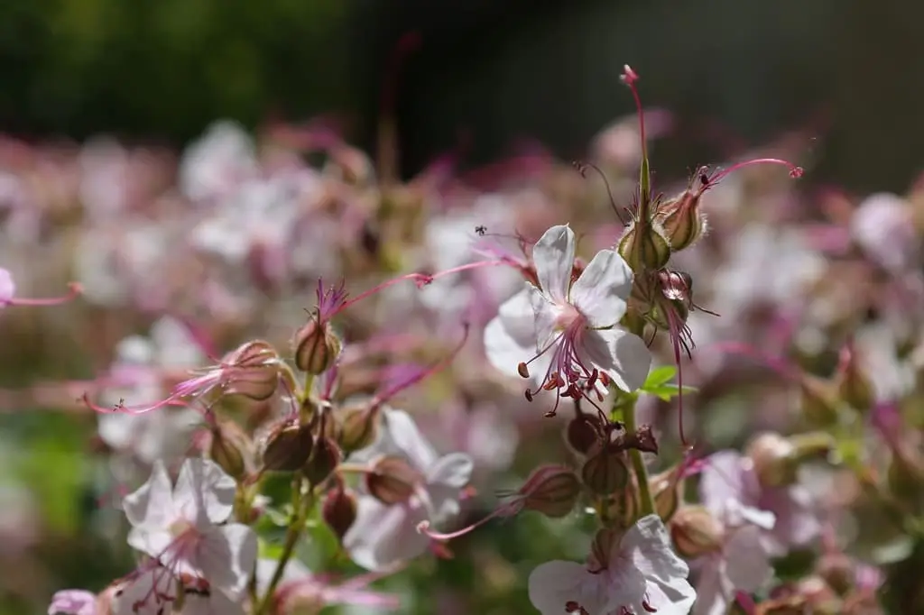 Jardin botanique  Cambridge  J_Blueberry  Pixabay